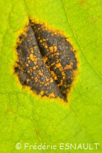 Maladie des croûtes noires (Rhytisma acerinum)