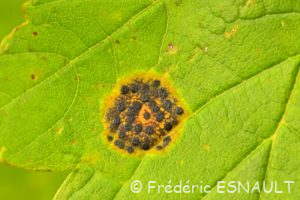 Maladie des croûtes noires (Rhytisma acerinum)