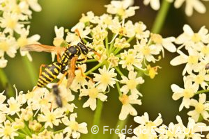 Poliste gaulois (Polistes dominula)