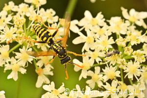 Poliste gaulois (Polistes dominula)