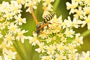 Poliste gaulois (Polistes dominula)