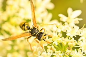 Poliste gaulois (Polistes dominula)