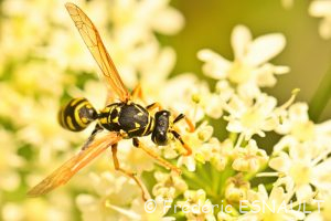 Poliste gaulois (Polistes dominula)