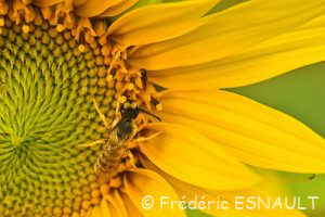 L'Halicte de la scabieuse (Halictus scabiosae)