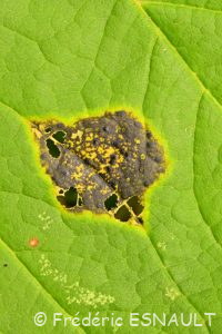 La Maladie des croûtes noires (Rhytisma acerinum)