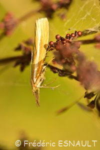 Crambus des tiges (Agriphila tristella)