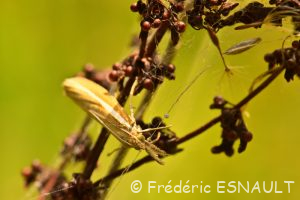 Crambus des tiges (Agriphila tristella)