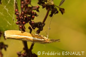 Crambus des tiges (Agriphila tristella)
