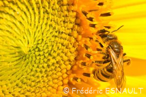 L'Halicte de la scabieuse (Halictus scabiosae)