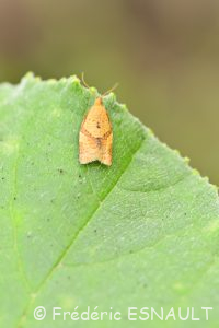 Tordeuse unifasciée (Clepsis consimilana)