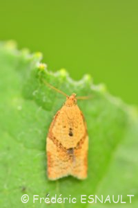 Tordeuse unifasciée (Clepsis consimilana)