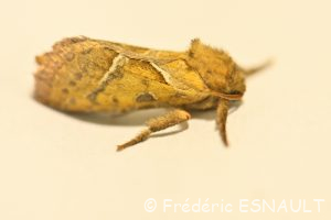 Sylvine (Triodia sylvina)