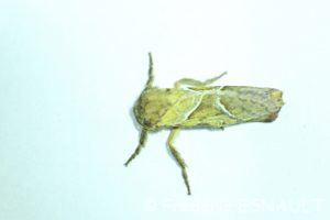 Sylvine (Triodia sylvina)