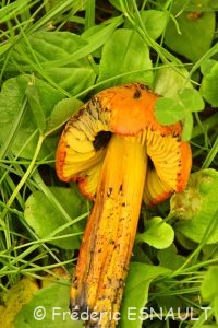 Hygrophore conique (Hygrocybe conica)