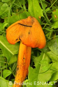 Hygrophore conique (Hygrocybe conica)