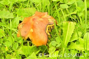 Hygrophore conique (Hygrocybe conica)