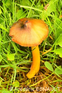 Hygrophore conique (Hygrocybe conica)