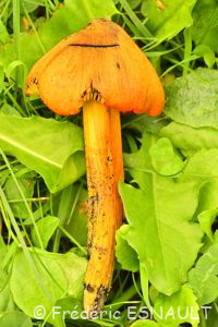 Hygrophore conique (Hygrocybe conica)
