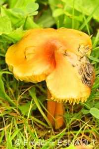 Hygrophore conique (Hygrocybe conica)