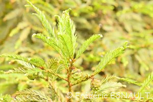 Séquoia à feuilles d'if ou Séquoia toujours vert ou Séquoia sempervirent (Sequoia sempervirens)