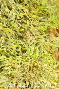 Séquoia à feuilles d'if ou Séquoia toujours vert ou Séquoia sempervirent (Sequoia sempervirens)