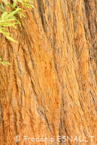 Séquoia à feuilles d'if ou Séquoia toujours vert ou Séquoia sempervirent (Sequoia sempervirens)