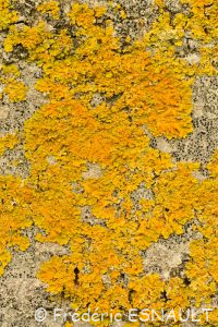Lichen encroûtant jaune ou Parmélie des murailles (Xanthoria parietina)