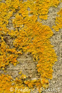 Lichen encroûtant jaune ou Parmélie des murailles (Xanthoria parietina)