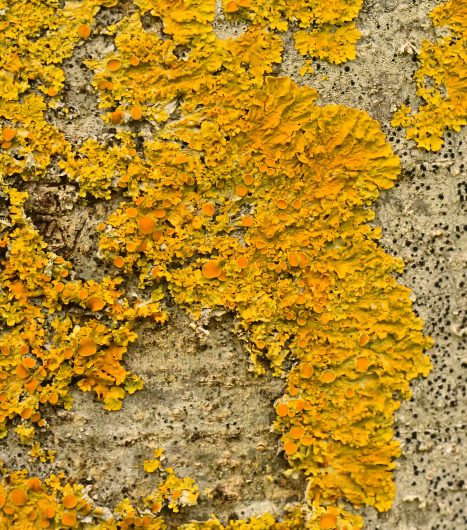 Nouveauté : Lichen encroûtant jaune (Xanthoria parietina)