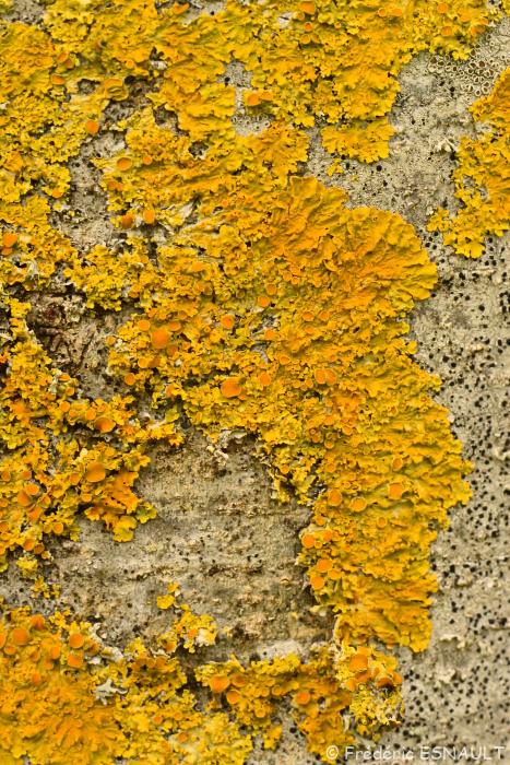 Lichen encroûtant jaune ou Parmélie des murailles (Xanthoria parietina)