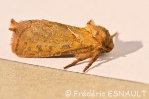 Sylvine (Triodia sylvina)