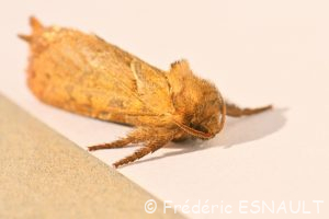Sylvine (Triodia sylvina)