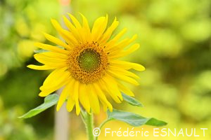 Tournesol ou Hélianthe ou Soleil (Helianthus annuus)