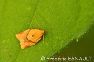 Tordeuse unifasciée (Clepsis consimilana)