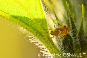 Miride terne des près (Lygus pratensis)