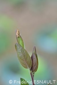 Tordeuse unifasciée (Clepsis consimilana)