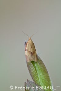 Tordeuse unifasciée (Clepsis consimilana)