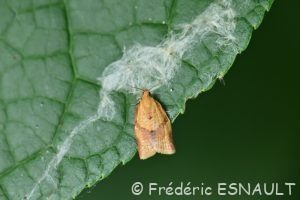Tordeuse unifasciée (Clepsis consimilana)