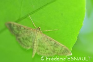 Pyrale du houblon (Pleuroptya ruralis)