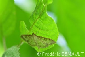 Pyrale du houblon (Pleuroptya ruralis)