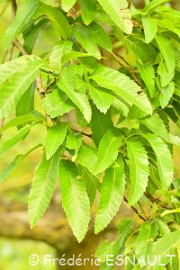 Chêne du Liban (Quercus libani)