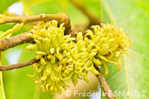 Chêne du Liban (Quercus libani)