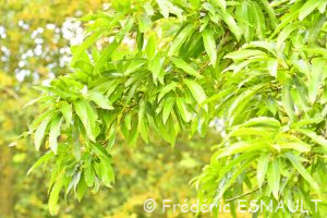 Chêne du Liban (Quercus libani)