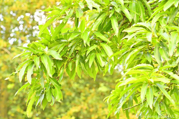 Chêne du Liban (Quercus libani)