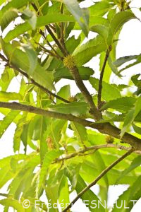 Chêne du Liban (Quercus libani)