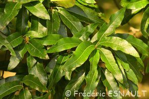 Chêne à lattes ou Chêne à bardeaux (Quercus imbricaria)