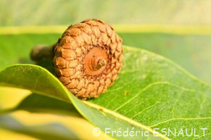 Chêne à lattes ou Chêne à bardeaux (Quercus imbricaria)