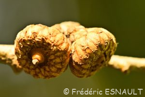 Chêne à lattes ou Chêne à bardeaux (Quercus imbricaria)