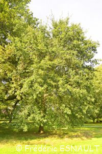 Chêne à lattes ou Chêne à bardeaux (Quercus imbricaria)