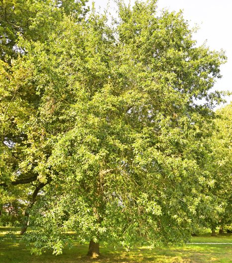 Nouveauté : Chêne à lattes (Quercus imbricaria)